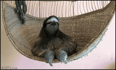 http://letype.fr/wp-content/uploads/2013/05/funniest-animal-gifs-sloth-chilling.gif